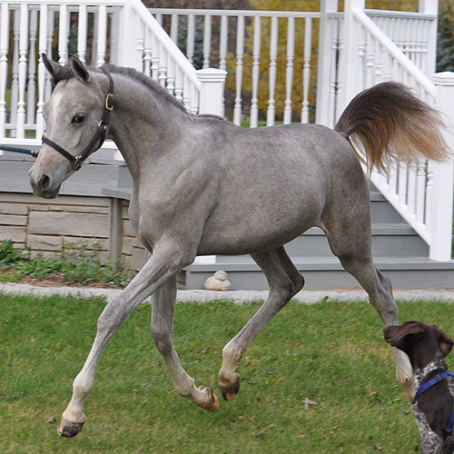 Laheebs Desert Star ( Laheeb x Desert Aura )